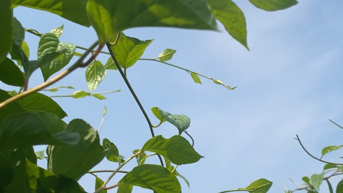 原创五味子中药种植基地