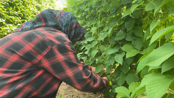 原创五味子中药种植基地