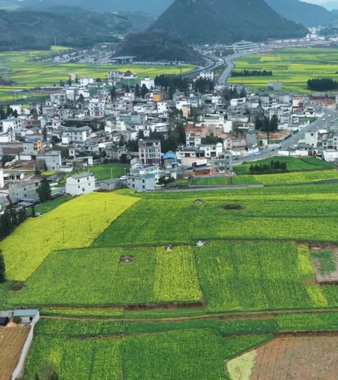 高清竖屏航拍罗平油菜花田园