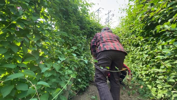 原创五味子中药种植基地