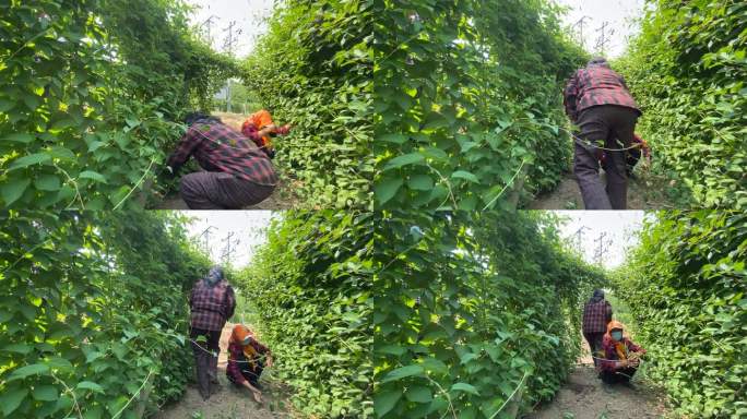 原创五味子中药种植基地