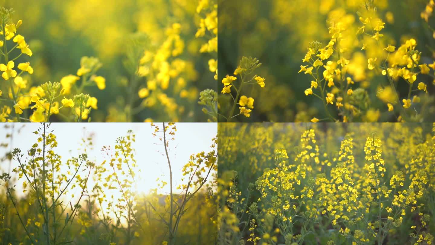 油菜花 农业  唯美 视频