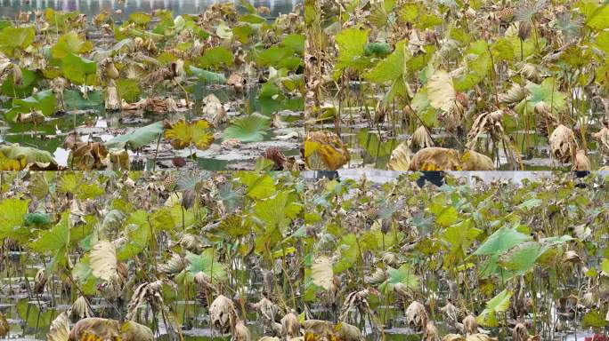 镜头合集北海公园荷花池干枯的荷叶秋季枯2