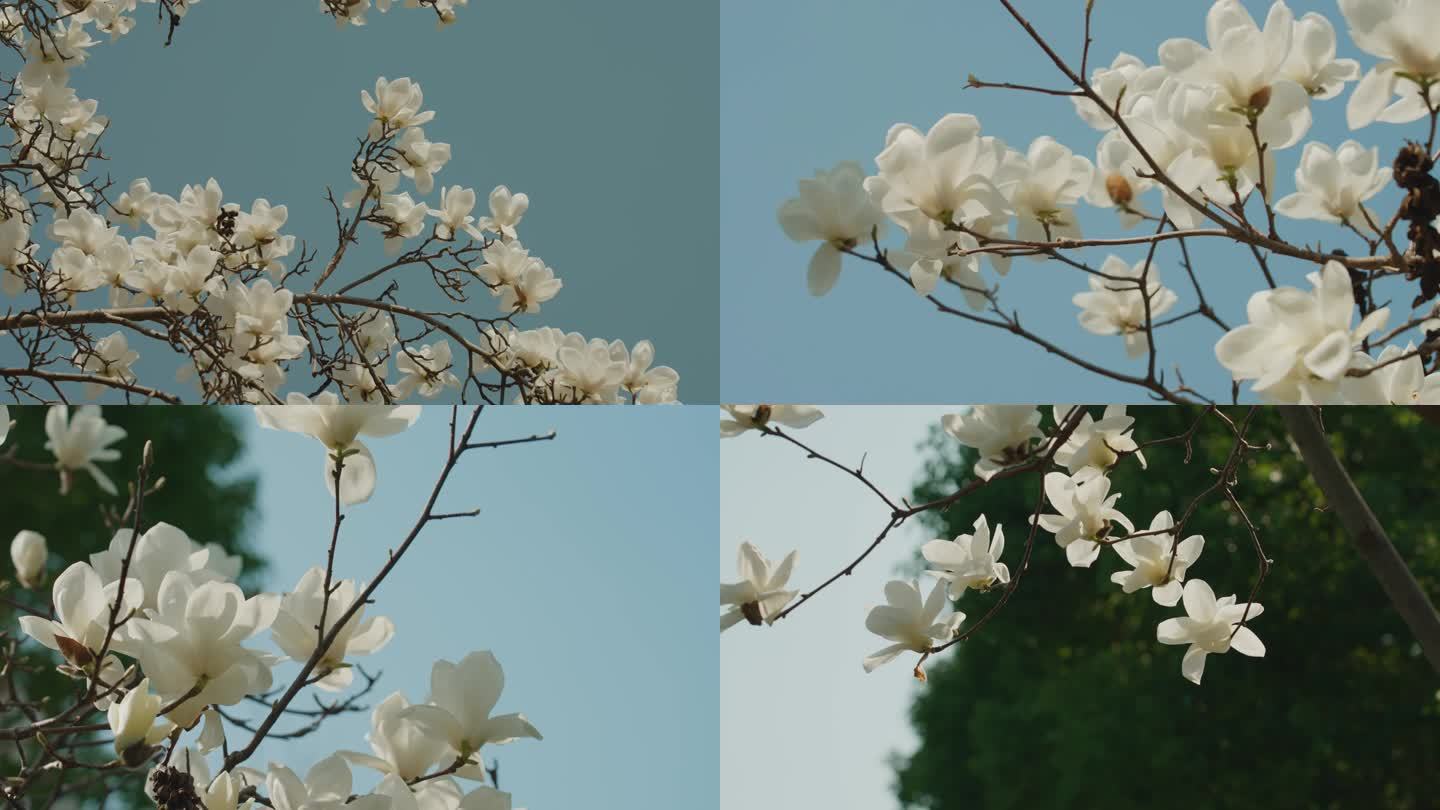 唯美满树白玉兰花