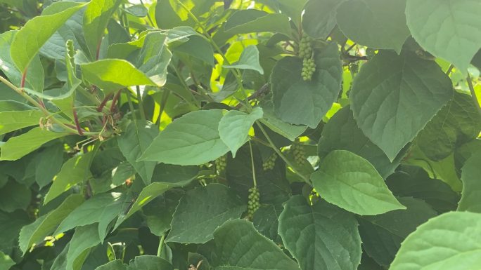 原创五味子中药种植基地