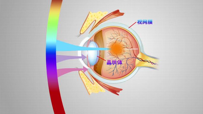 视力眼球黄斑区