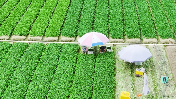 菜农 农业 丰收 种植基地