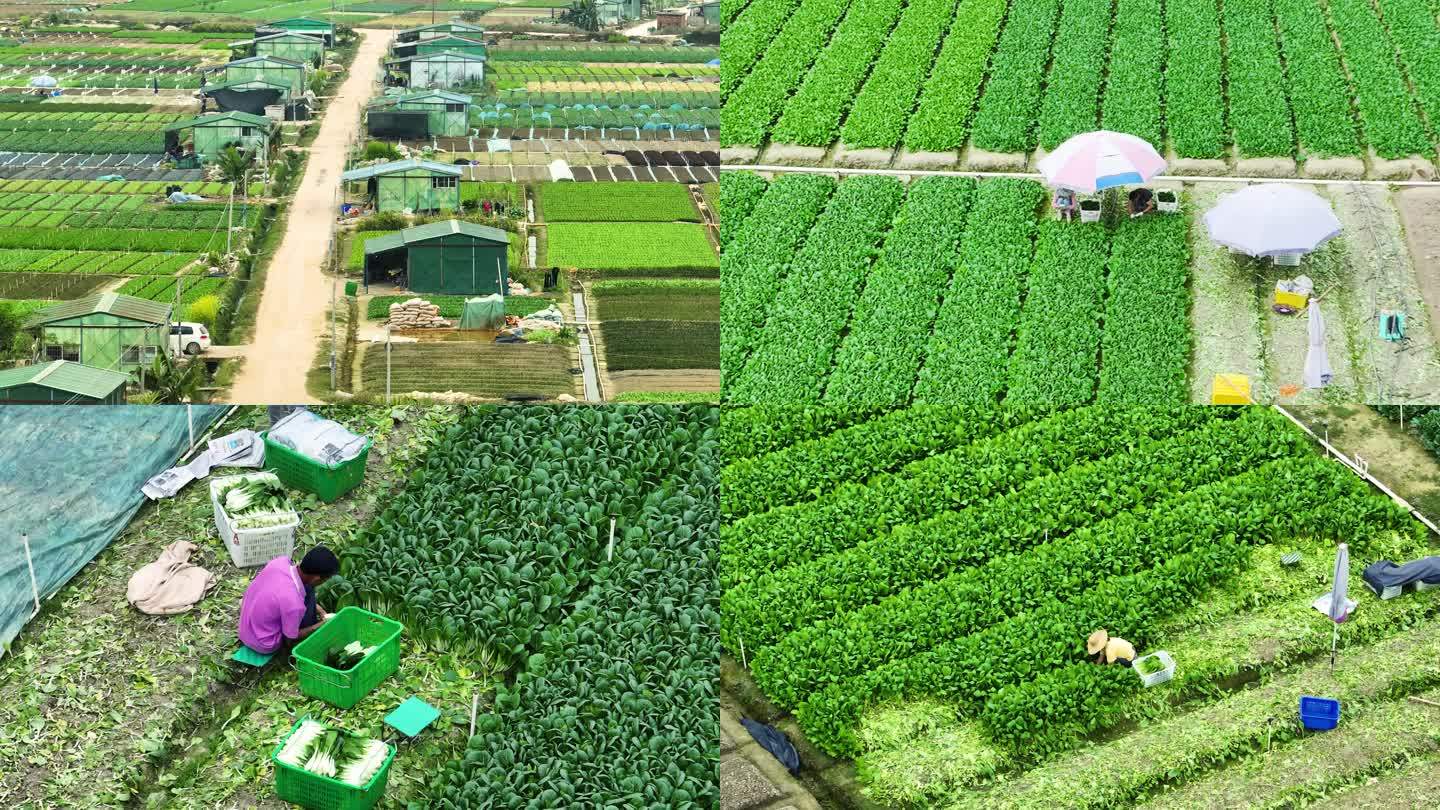 菜农 农业 丰收 种植基地