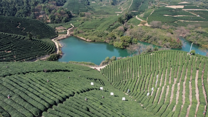 龙坞茶园 光明寺水库 茶山