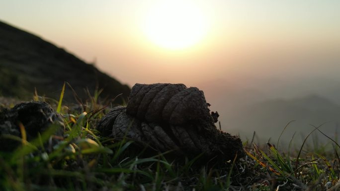 夕阳下风干的牛粪