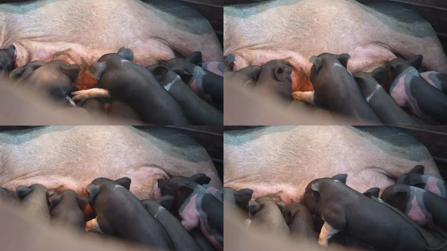 临高黑猪小猪仔围在母猪周围喝奶