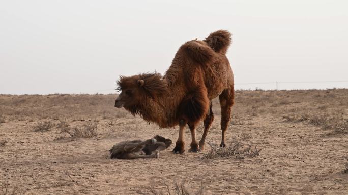 小骆驼 绿色天然草原畜牧业 游牧