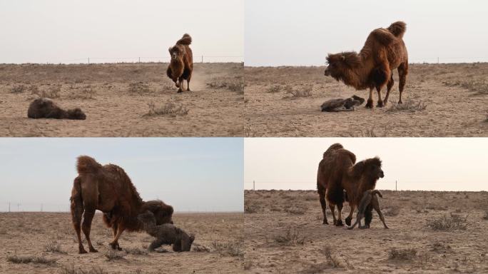 小骆驼 绿色天然草原畜牧业 游牧