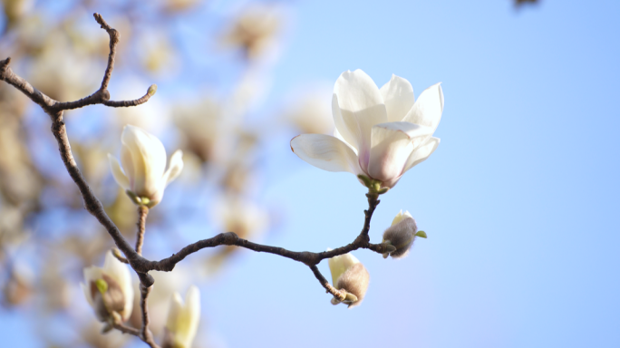 白玉兰 玉兰花 春天 唯美 意境