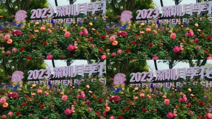 V1-0092_V实拍花展花朵花卉月季