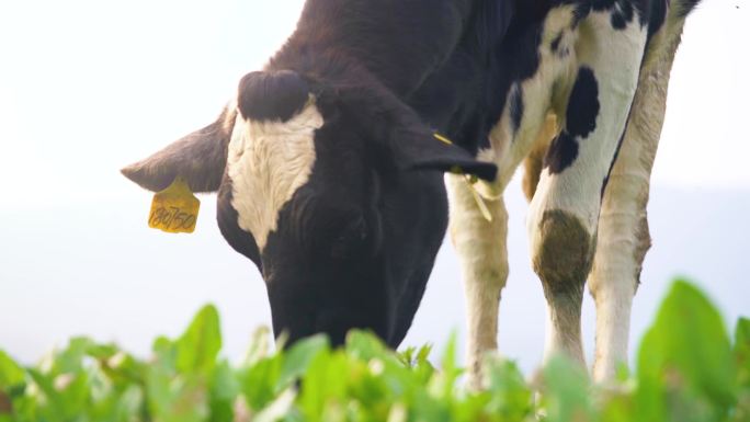 有机农场奶牛养殖放牧草原草地自然风光