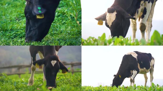 有机农场奶牛养殖放牧草原草地自然风光