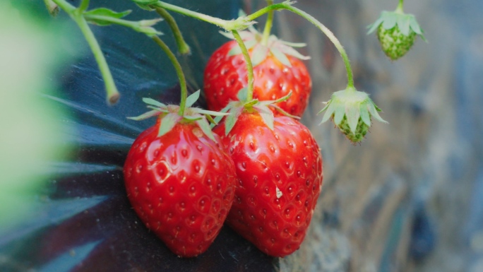 【原创】实拍新鲜水果草莓种植大棚采摘农业