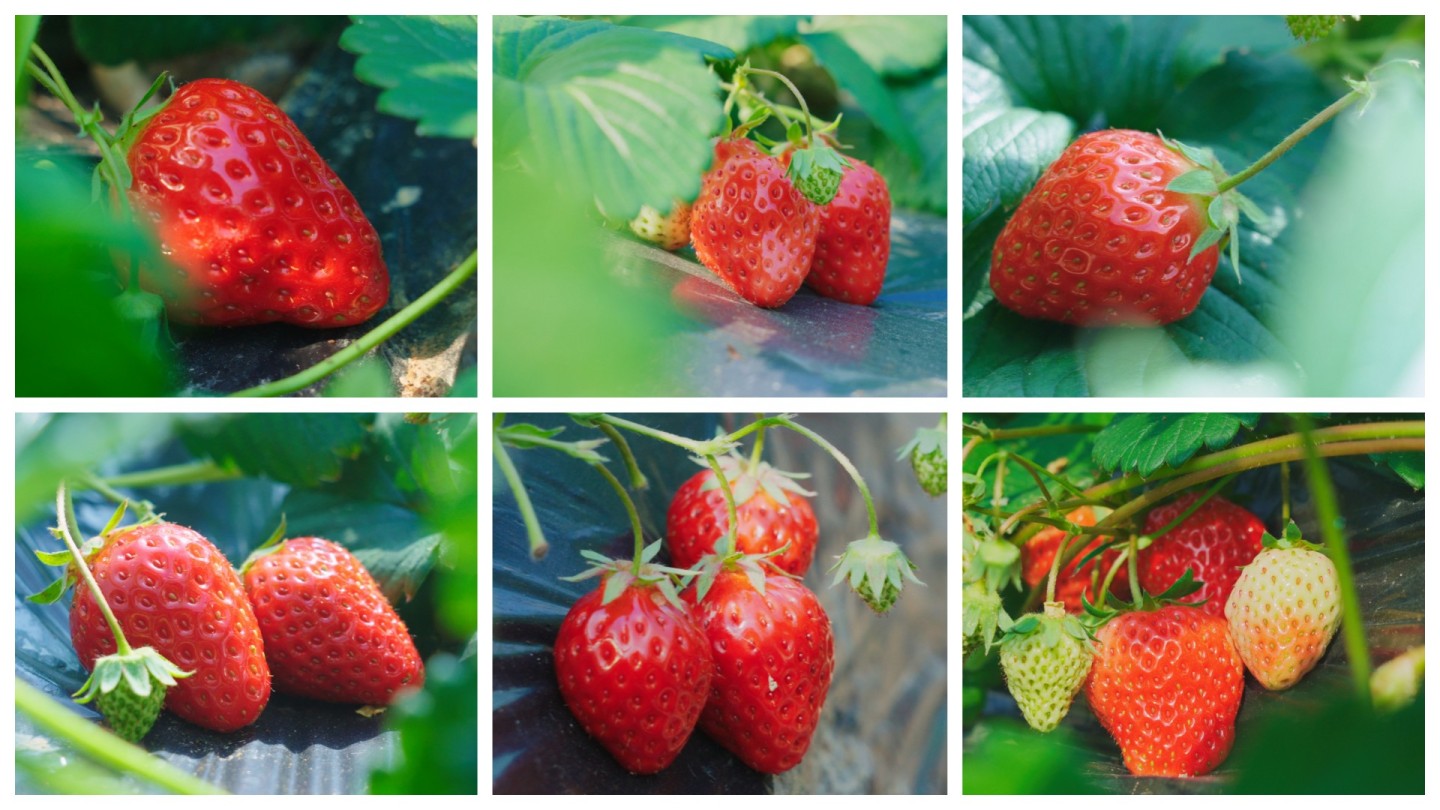 【原创】实拍新鲜水果草莓种植大棚采摘农业