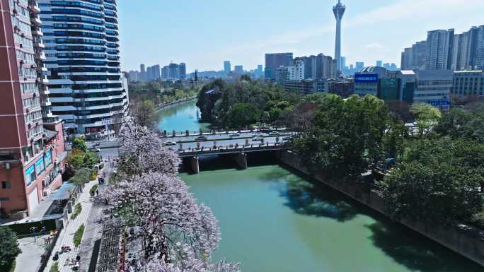 成都红星路电视塔泡桐花