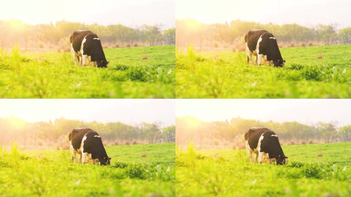 阳光下的牧场奶牛吃草