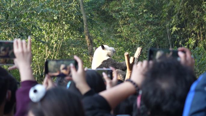 成都大熊猫基地游客用手机记录熊猫玩耍场景