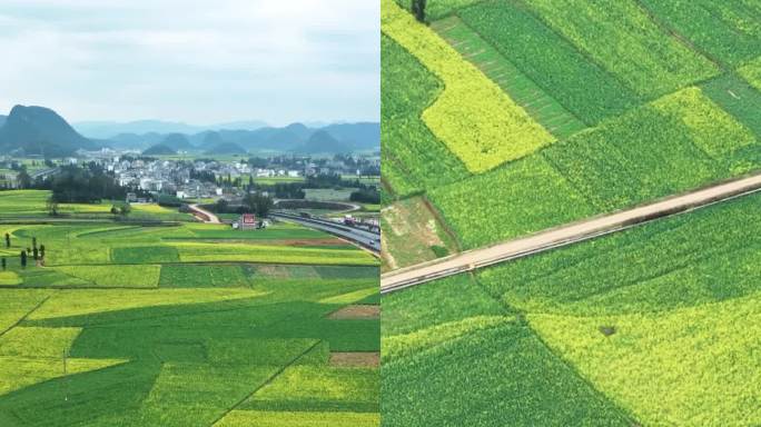 高清竖屏航拍罗平油菜花田园