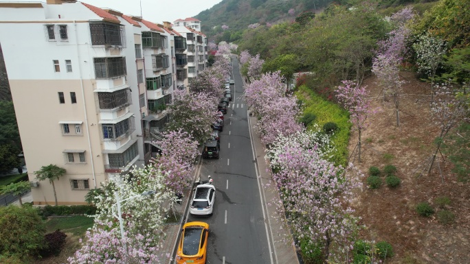 紫荆花