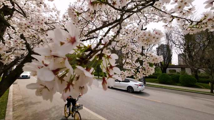 骑车路人在白色樱花树前骑过升格拍摄