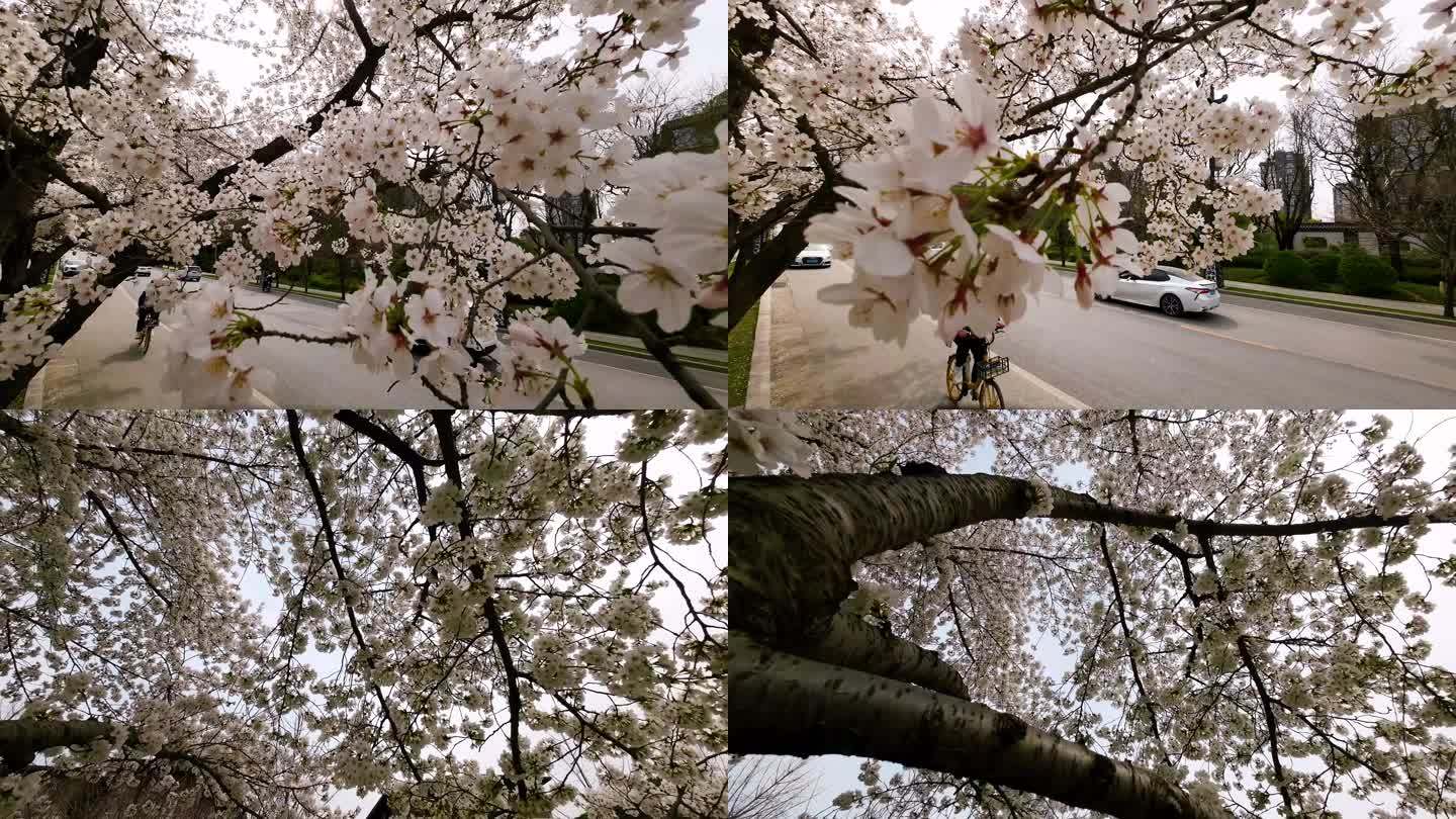 骑车路人在白色樱花树前骑过升格拍摄