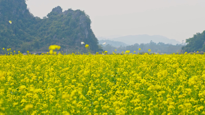 油菜花海油菜花田春暖花开蜜蜂采蜜