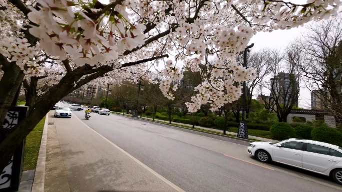 樱花街道快递小哥外卖小哥升格拍摄