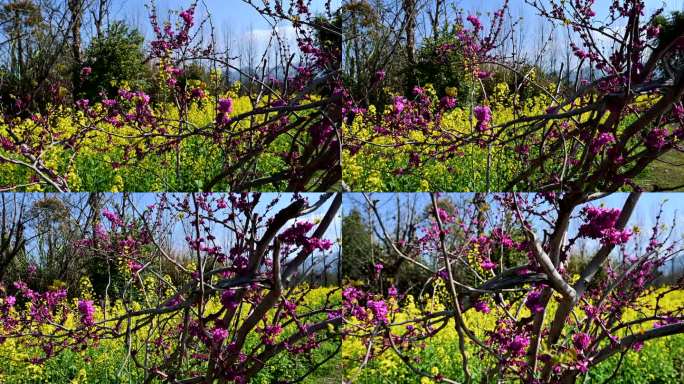 桃花掩映下的油菜花