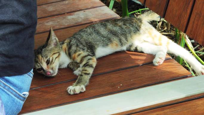 流浪的狸花猫