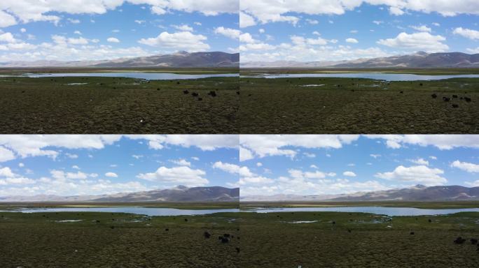 西藏湿地 高原湿地 湿地草原 湿地湖水