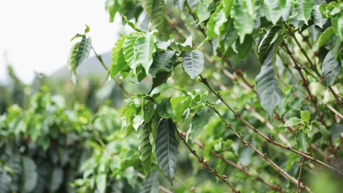 4K云南咖啡种植园的咖啡树