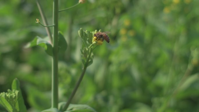 蜜蜂和油菜花