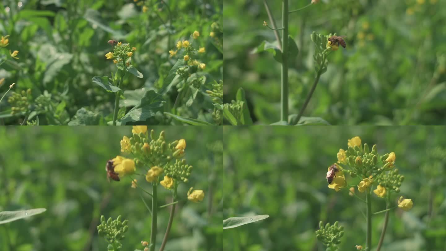 蜜蜂和油菜花