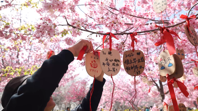 【可商用】樱花树下许愿树 挂许愿牌