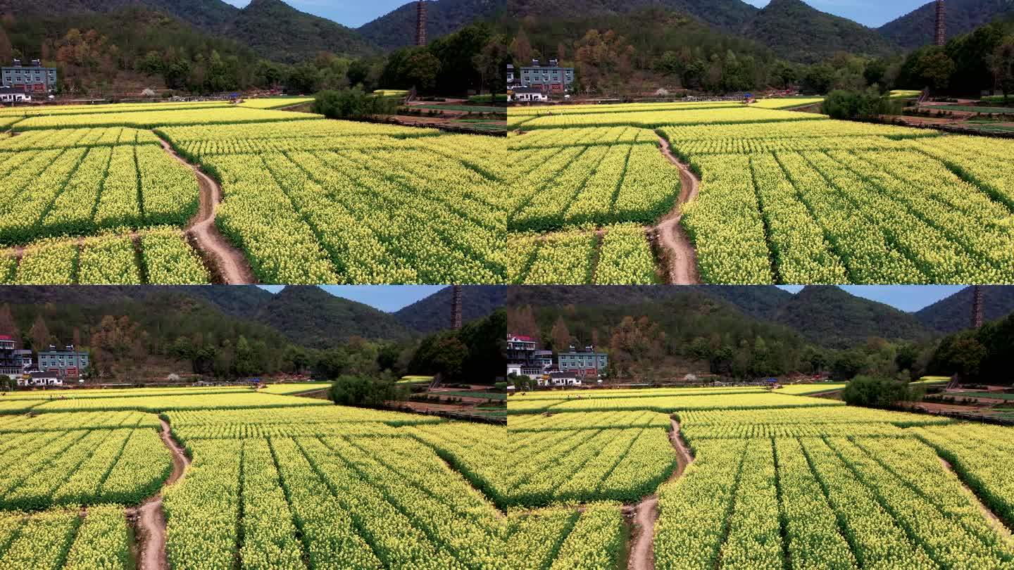 浙江天台的国清寺油菜花田