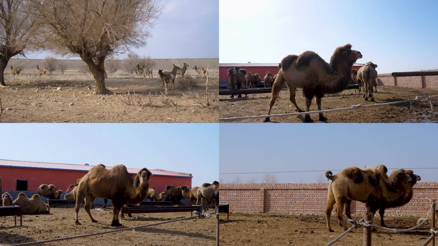 马鹿和骆驼养殖基地