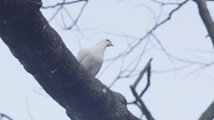 Z树是的鸽子