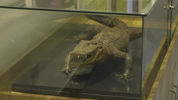 博物馆 鳄鱼 标本 野生鳄鱼