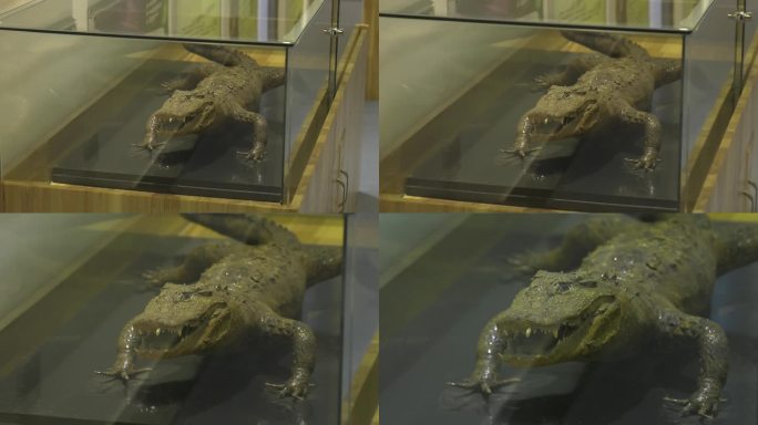 博物馆 鳄鱼 标本 野生鳄鱼