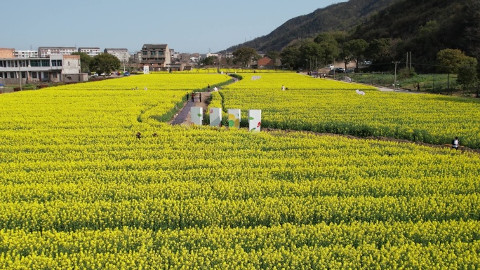 温岭石桥头油菜花视频素材DJI_0522