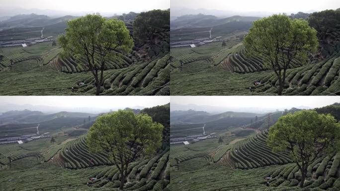 杭州龙坞茶园 茶园 茶山 龙井茶