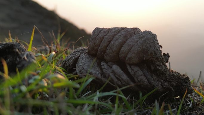 高山风干牛粪天然养料