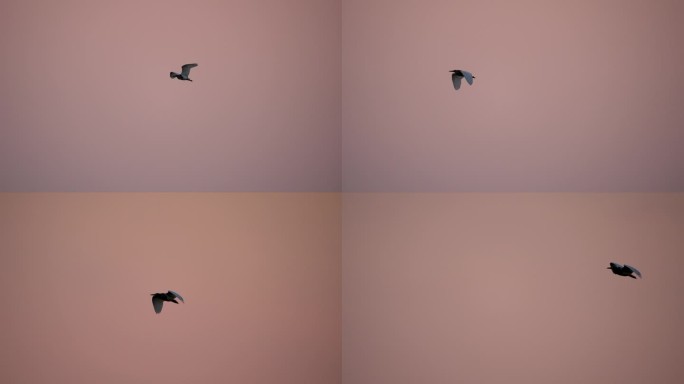 池鹭飞翔-高速摄影