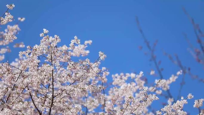 粉色樱花白色樱花北京电视塔拍樱花的人