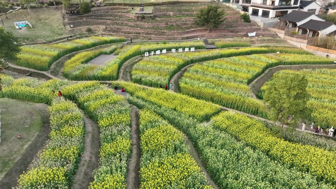 重庆五彩油菜花海